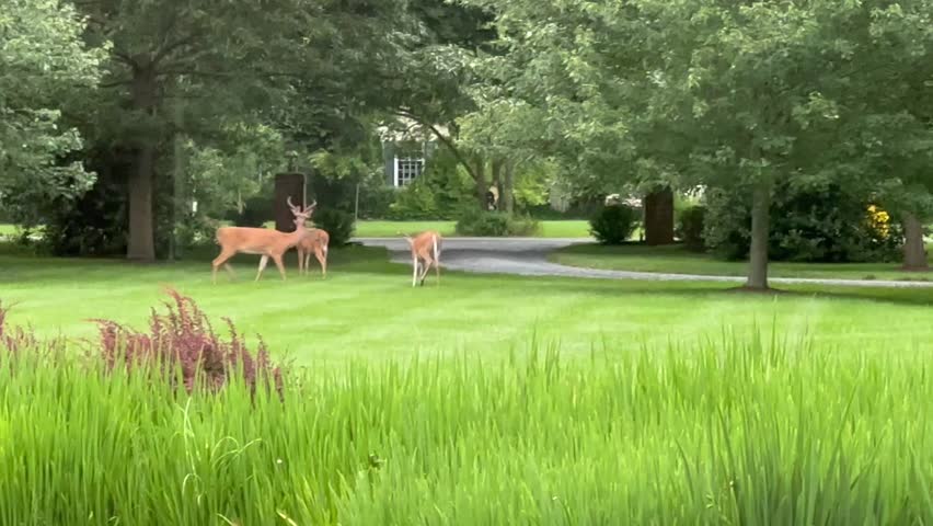 White-tail deer grazing in the front yard of a suburban home. There were 8 bucks in the group.