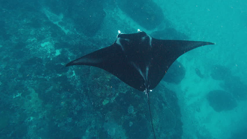 Manta Ray swims underwater in the ocean near the island of Nusa Penida, Bali, Indonesia