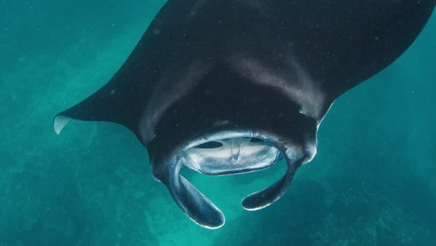 Manta ray swimming underwater in the ocean