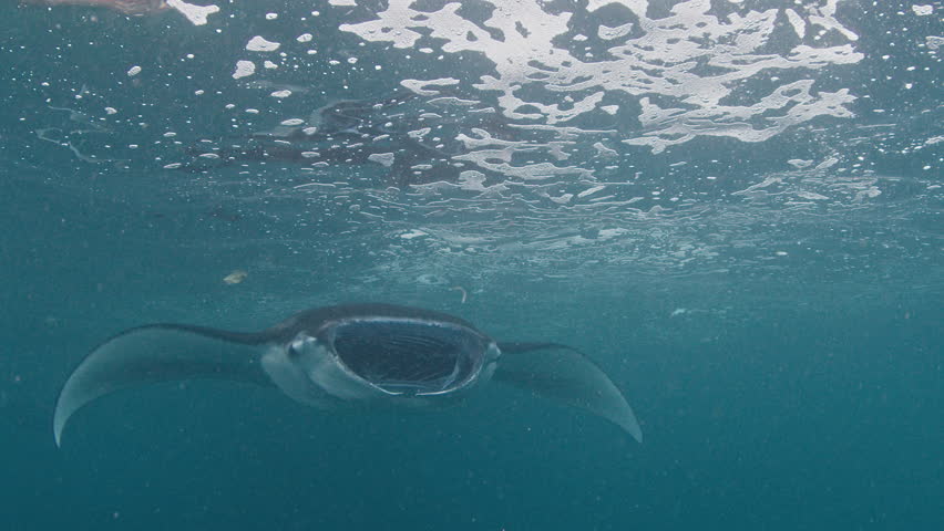 Manta Ray swims underwater near the island of Nusa Penida in Indonesia