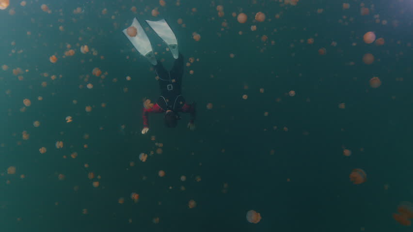 Influencer creates content in an unique destination. Man swims underwater in the lake full of jellyfish and films content with action camera. West Papua, Misool, Indonesia