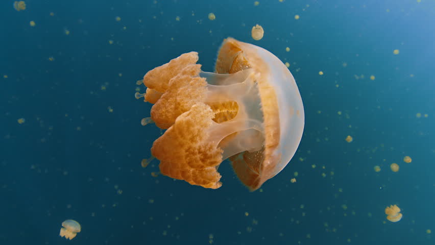 Close up view of the jellyfish swimming underwater in the lake full of jellyfish. West Papua, Misool, Indonesia