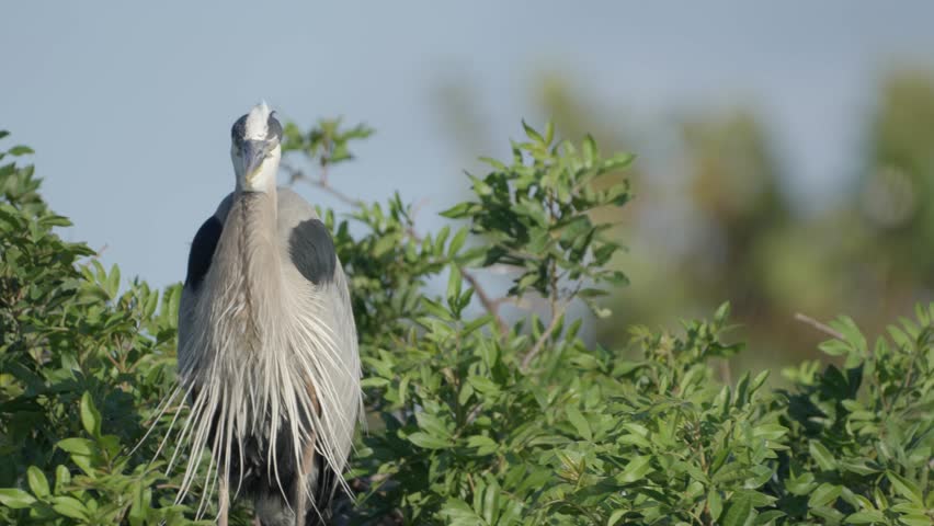 A majestic Great Blue Heron stands alert among green foliage under clear skies, displaying its long feathers
