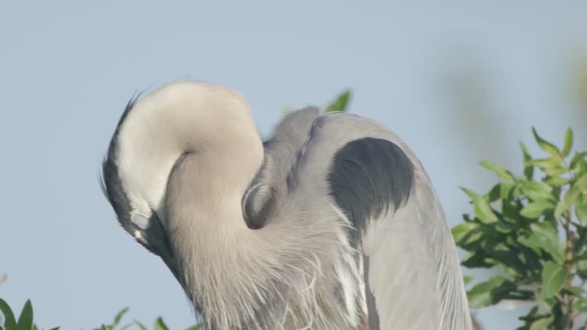 Close-up of a great blue heron preening its feathers in bright sunlight against a clear blue sky