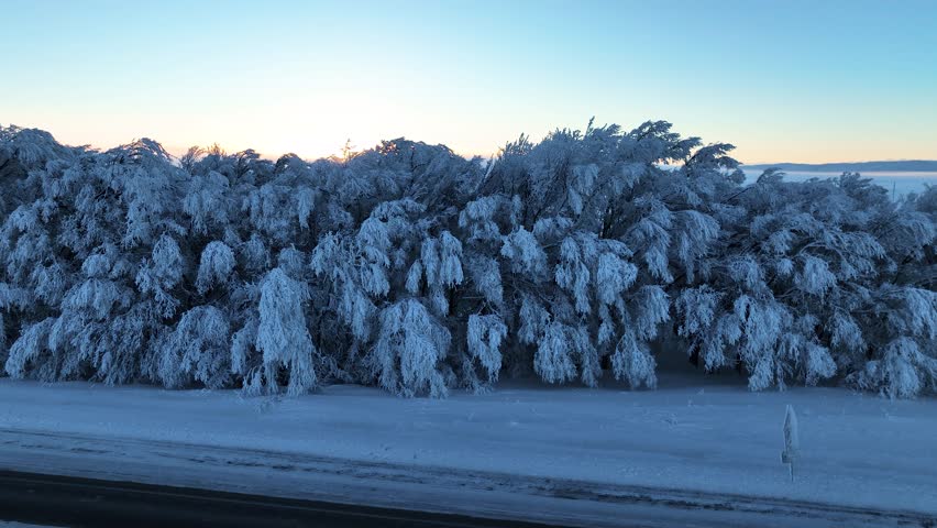 An aerial view of a road alongside a row of frost-covered trees, with wind turbines visible in the distance across a snowy field