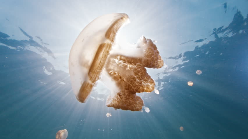 Close up view of the jellyfish swimming underwater in the lake full of jellyfish. West Papua, Misool, Indonesia