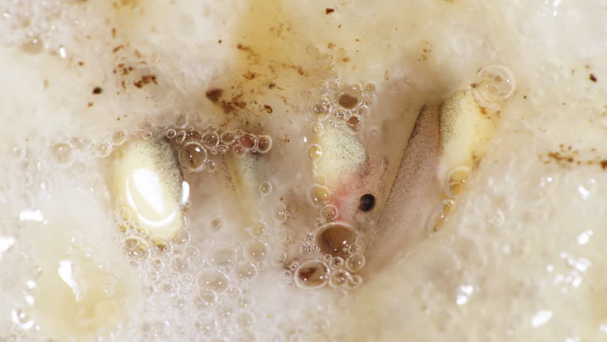 Close Up Shot of Frog Embryo, Forest Green Tree Frog Eggs Turn Into Tadpole