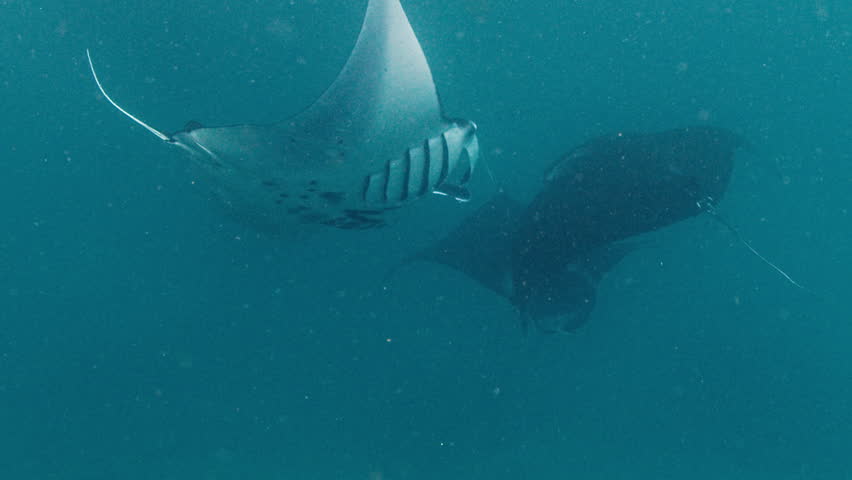 Manta Ray swims underwater near the island of Nusa Penida in Indonesia