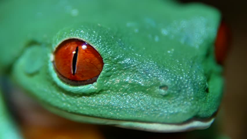 Red-Eyed Tree Frog Closes Eye Revealing Veined Eyelid Texture
