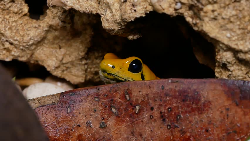 Golden Poison Frog Catches Fly with Tongue in Terrarium
