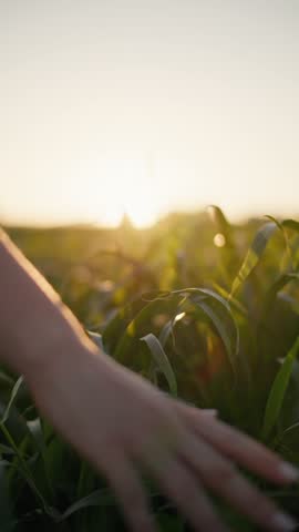 Woman's hand touches the grass while walking in the field. Concept of protecting and caring for nature, sunset landscape.