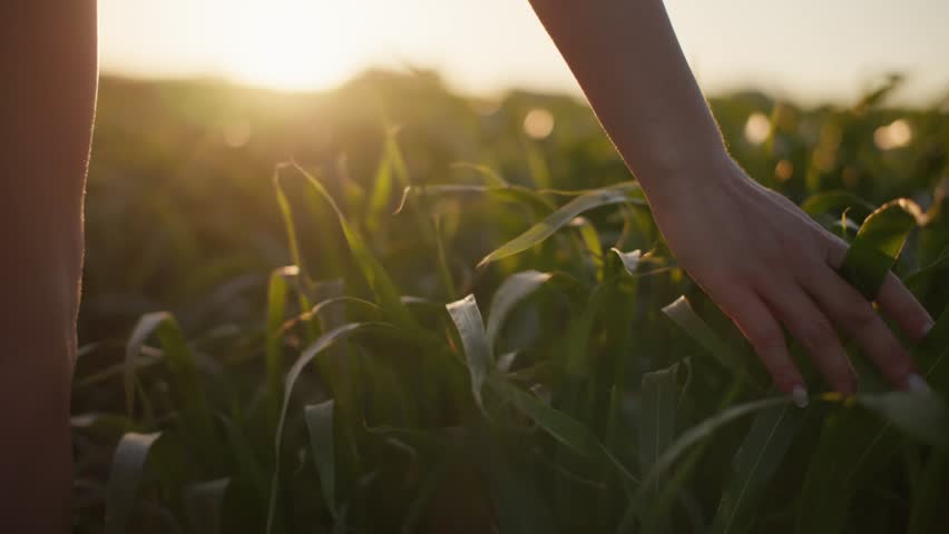 Touch of a female hand on soft grass in warm sunset light symbolizing the bond between people and the earth in the context of sustainability and conservation