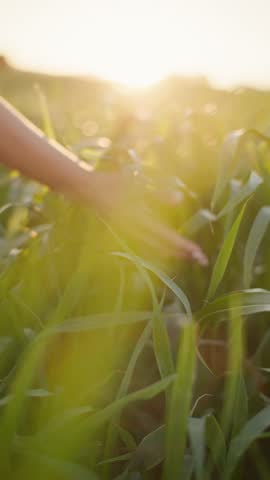 Close-up of a woman hand moving over blades of grass during sunset symbolizing mindfulness peace harmony with nature and environmental consciousness in motion