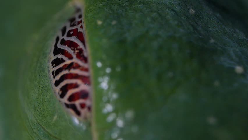 Red-Eyed Tree Frog Closes Eye Revealing Veined Eyelid Texture