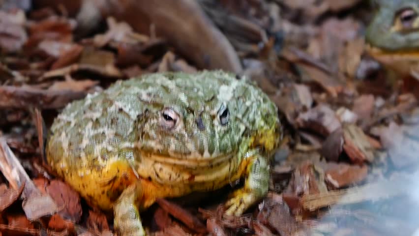 Female Pixie Frog Sitting on Mulch in Terrarium
