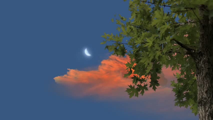 Crescent moon  star float near vibrant orange cloud, partially framed by tree leaves and trunk against a dusky blue sky. Serene, natural, and artistic scene.