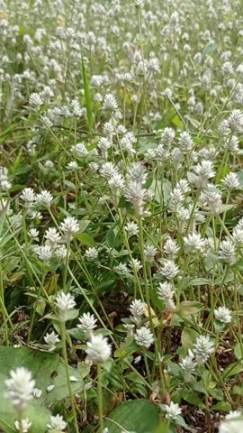 White flowering weed plants that thrive.