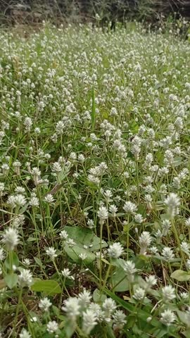 White flowering weed plants that thrive.