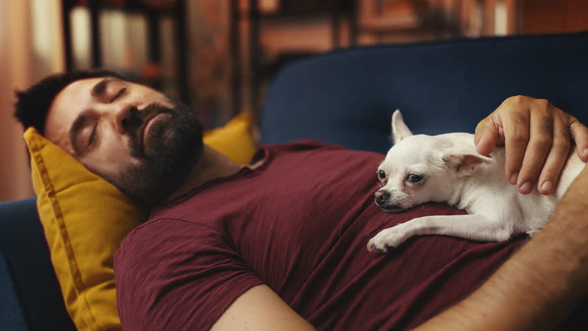 Chihuahua dog lying on middle-aged man during nap, peaceful rest, friendship - Powered by Shutterstock - Get 15% off with code: PIKWIZARD15