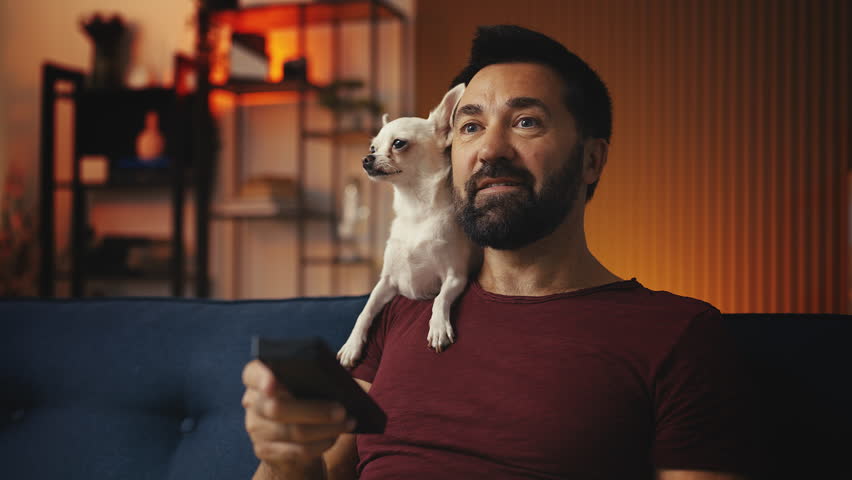 Chihuahua dog sitting on male owner's shoulder, watching TV together, relaxing
