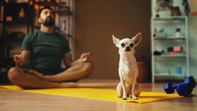 Cute Chihuahua dog sitting near male owner during yoga, exercise companion - Powered by Shutterstock - Get 15% off with code: PIKWIZARD15