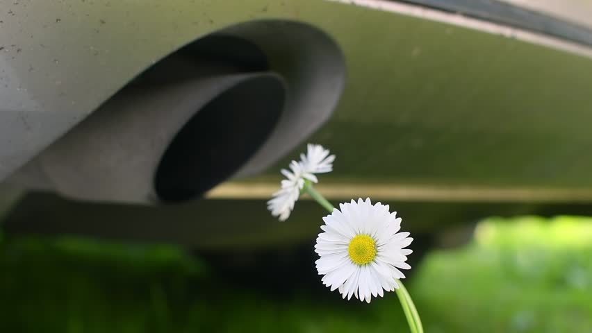 Engine startup sends exhaust gases from car pipe directly onto delicate field daisies, highlighting threat of air pollution.