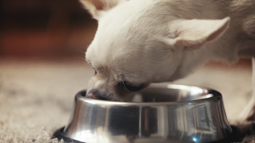 Cute short-haired puppy eating food from bowl, healthy pet nutrition, lunch