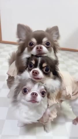 Cute Chihuahua Tower on Floor.