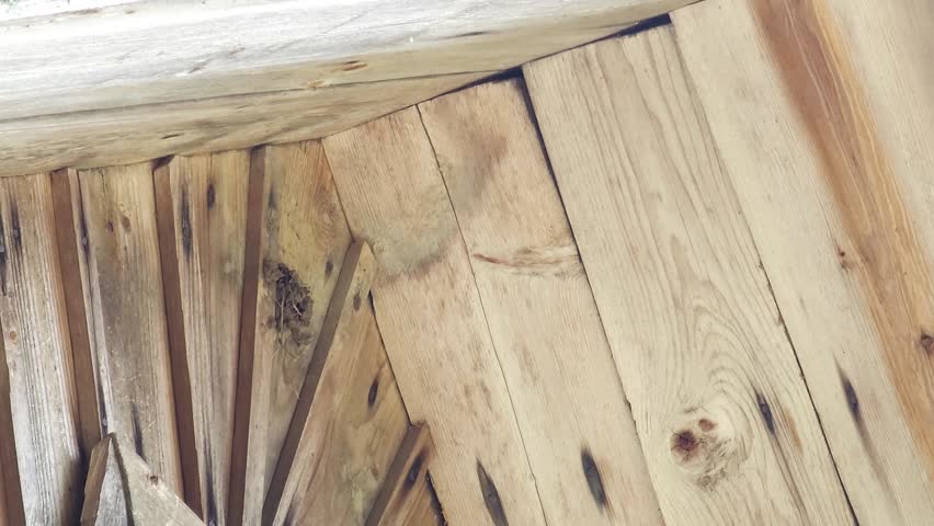 A swallow builds a nest under the roof
