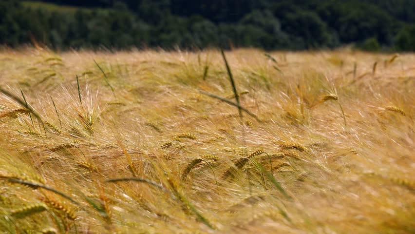 barley field in the sun close up 4k 30fps video