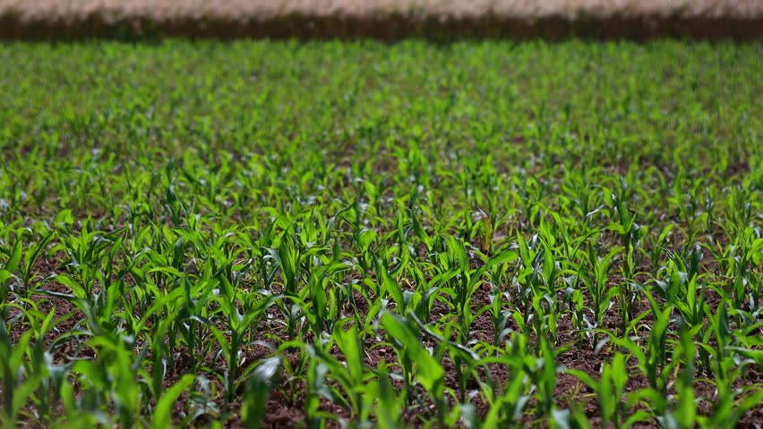 fresh farming crops 4k 30fps video