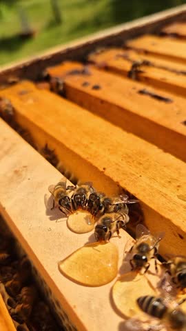 Vertical video showing honeybees swarming around fresh honey drops on top bars. Natural hive behavior during inspection.