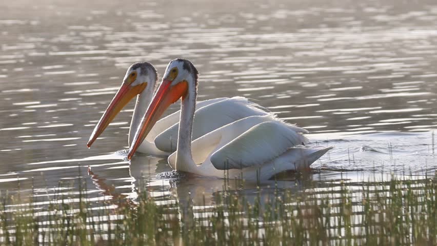 Slow-motion video of two American white pelicans (Pelecanus erythrorhynchos) swimming and fishing in the shallow waters of Antelope Lake, Plumas County, California on a summer morning.