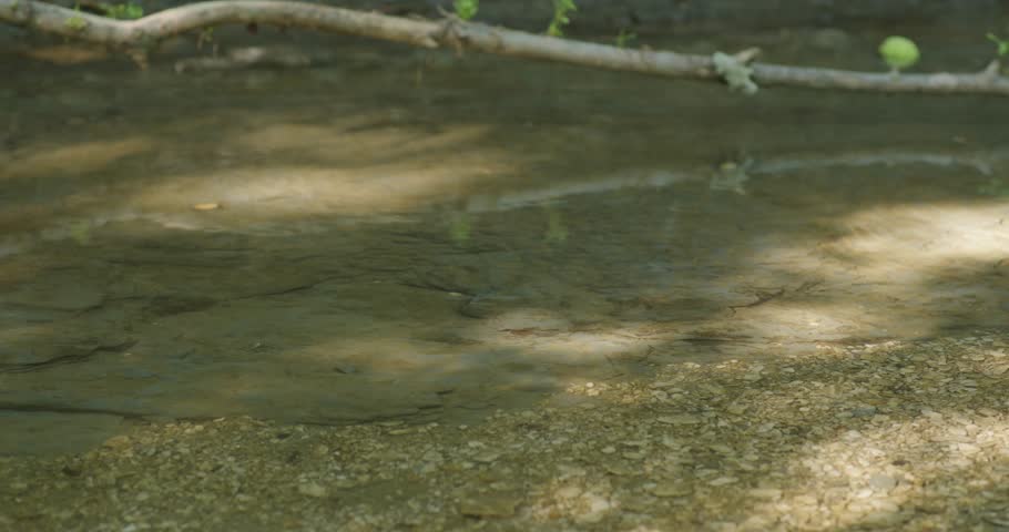 Small fish in a forest river on a summer morning