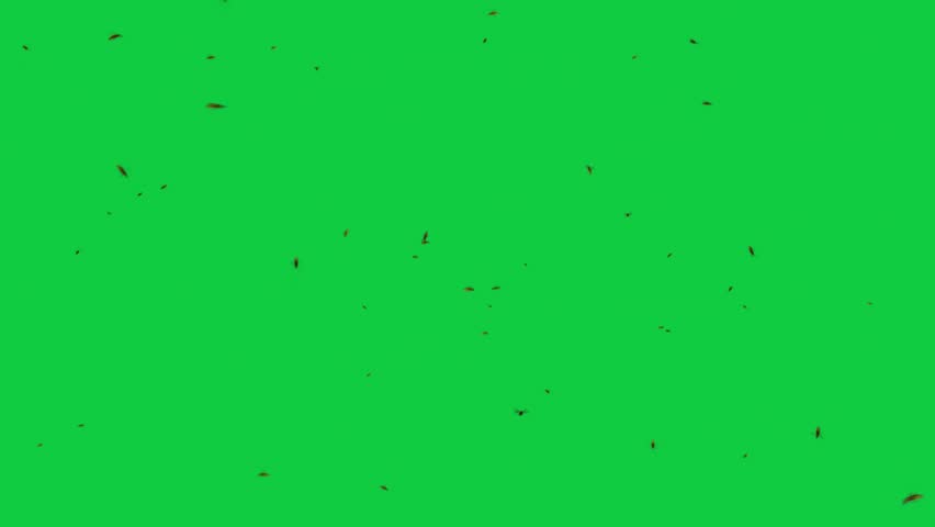 Bee Swarm Full Screen 3D Animation – Flying Insects Overlay – Green Screen Graphic Element