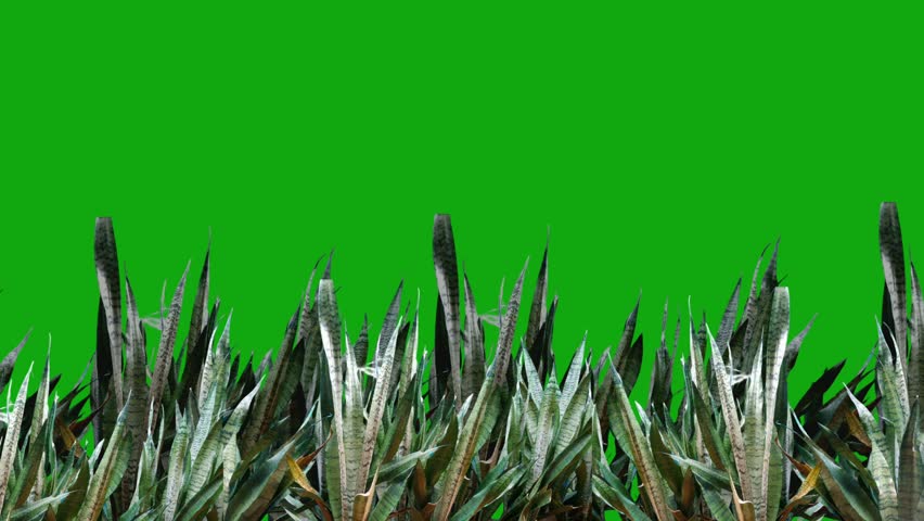 Animated frame of snake plant leaves (Sansevieria) with a bright green background, perfect for nature or gardening visual projects.