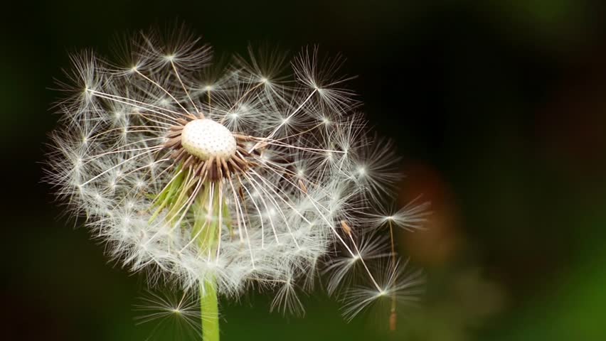 Dandelion letting go like it’s starring in a breakup montage — slow, dramatic, and pretending it's more than a glorified lawn pest with commitment issues.
