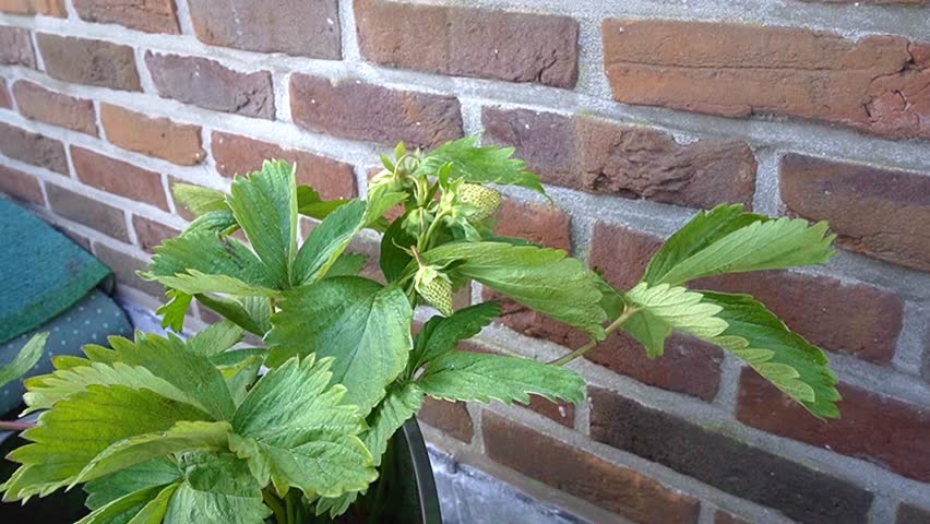 Potted strawberry plant with unripe green strawberries growing on the terras.