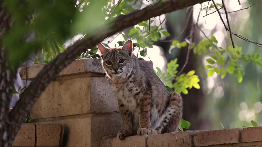 A Wild Bobcat looking for food in a backyard