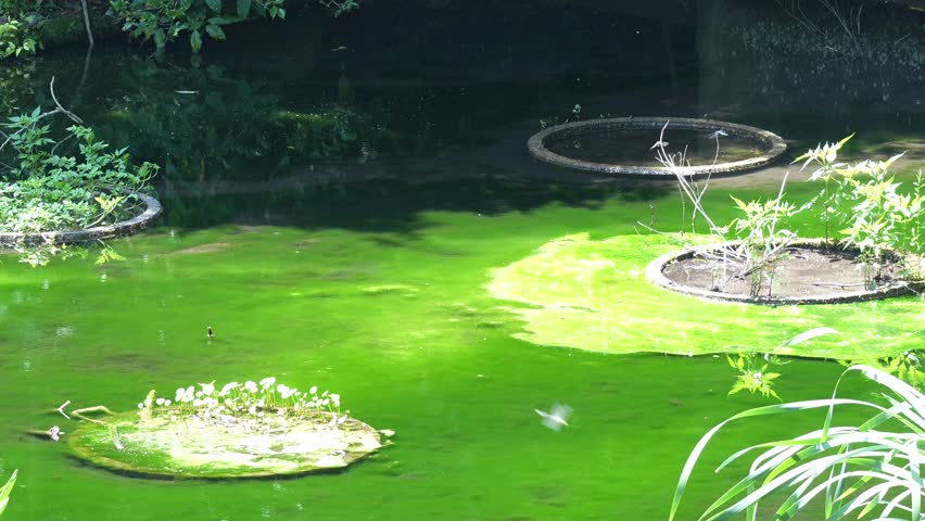 dragonfly is in a pond