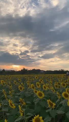 A vibrant sunflower field beneath a blue sky filled with fluffy white clouds and soft orange sunlight in the distance. The scene captures the calm beauty of nature during a peaceful afternoon.