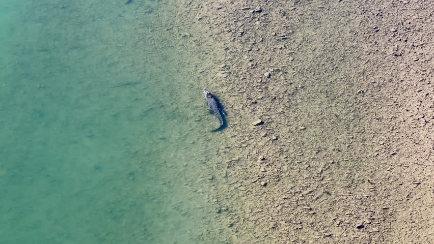 Drone captures a saltwater crocodile swimming near the shore in clear waters of Port Douglas, Australia