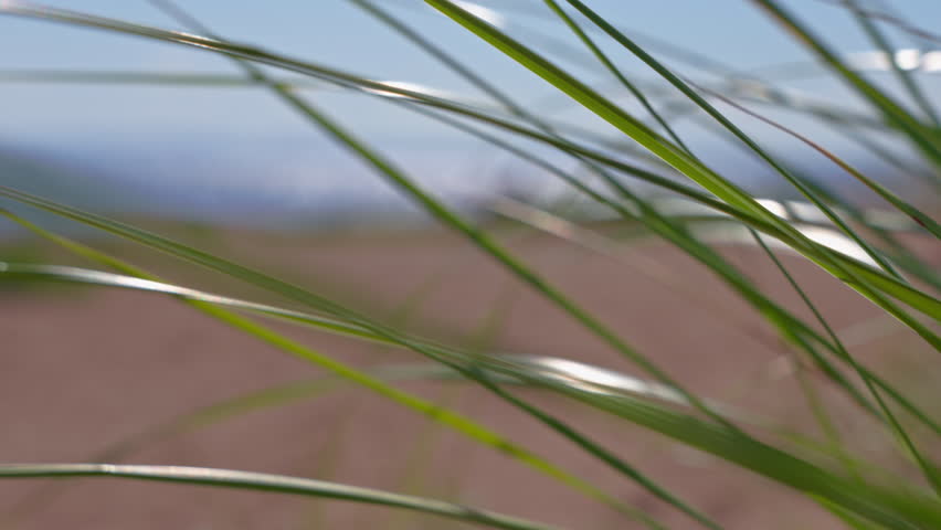 Tall grass swaying gently in the breeze near the sandy beach and ocean