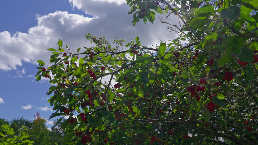 Bountiful crab apples hang from tree under blue sky with fluffy clouds