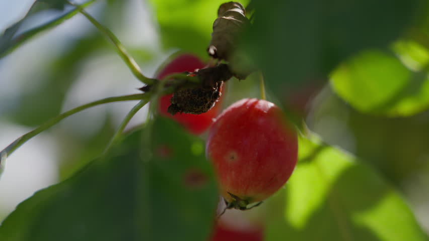 Close up of crab apples swaying gently in the summer breeze on a fruit tree