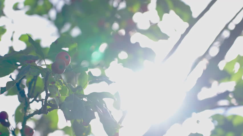 Crab apples sway gently in the breeze under bright sunlight