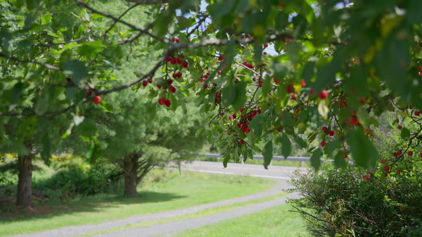 Crab apples hang from trees beside a scenic country driveway
