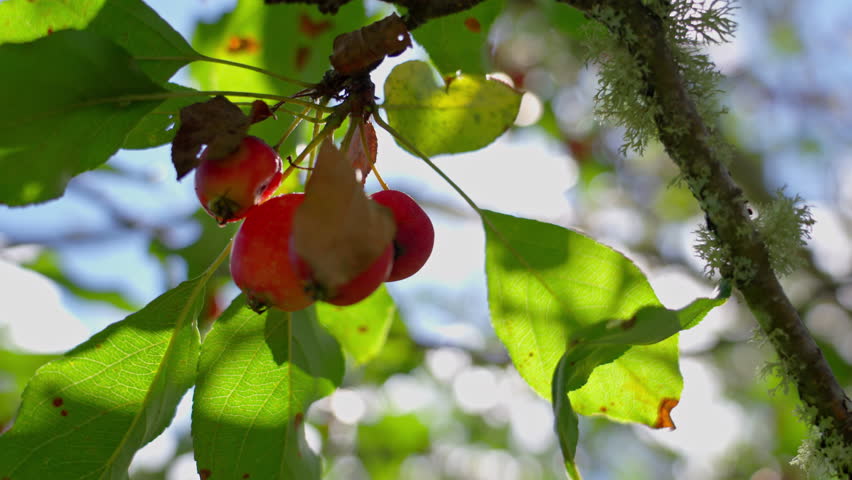 Crab apples swaying in the breeze on a sunny day in the orchard