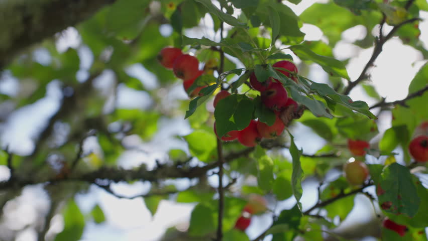 Crab apples hanging on a tree under a bright, blue sky with clouds