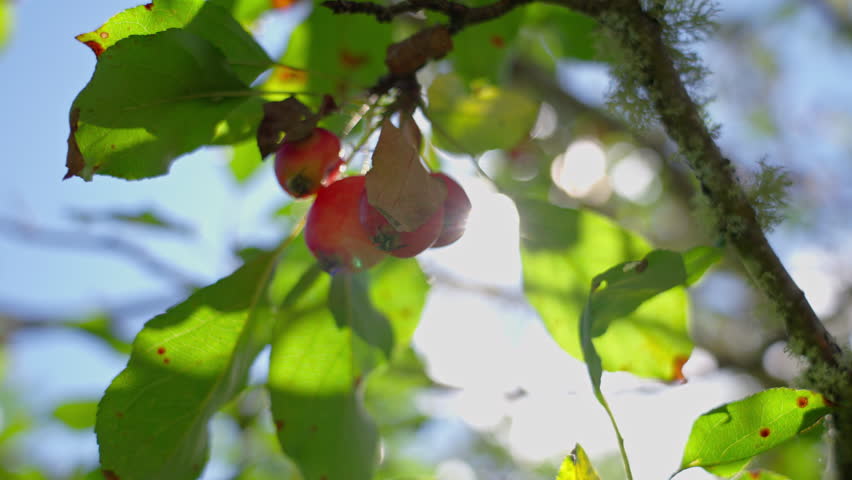 Bright sunlight highlights swaying crab apples on fruit tree branches
